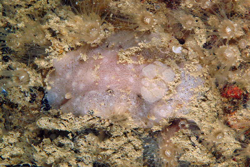 Jorunna tomentosa